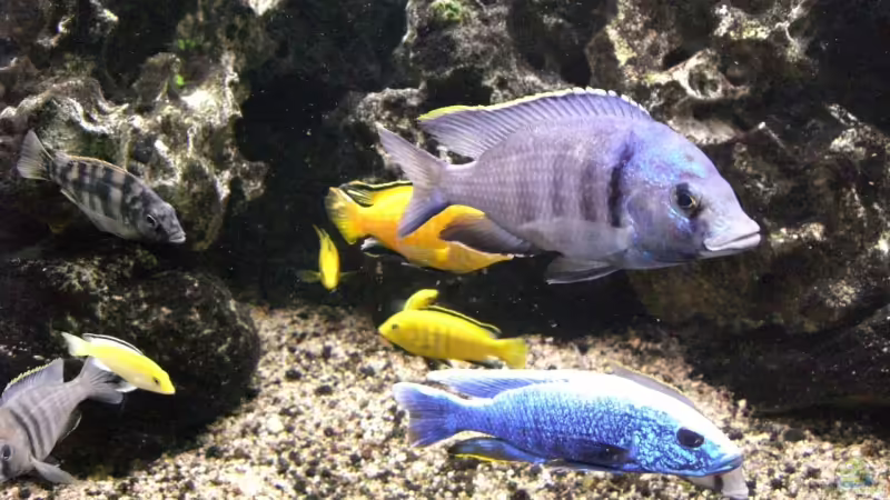 Besatz im Aquarium Becken 5401 von Aquaman (21)