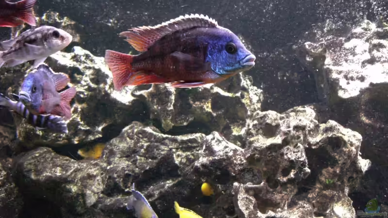 Besatz im Aquarium Becken 5401 von Aquaman (22)