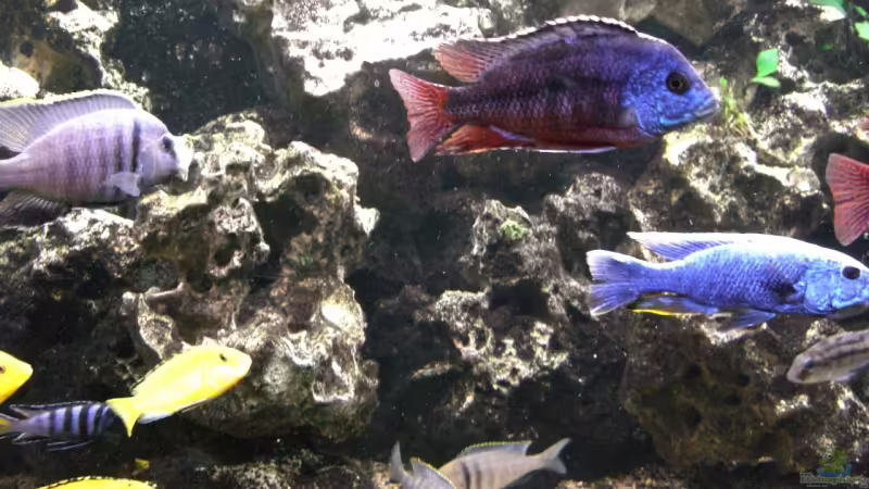 Besatz im Aquarium Becken 5401 von Aquaman (23)