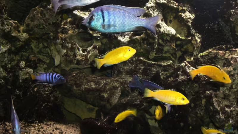 Besatz im Aquarium Becken 5401 von Aquaman (27)