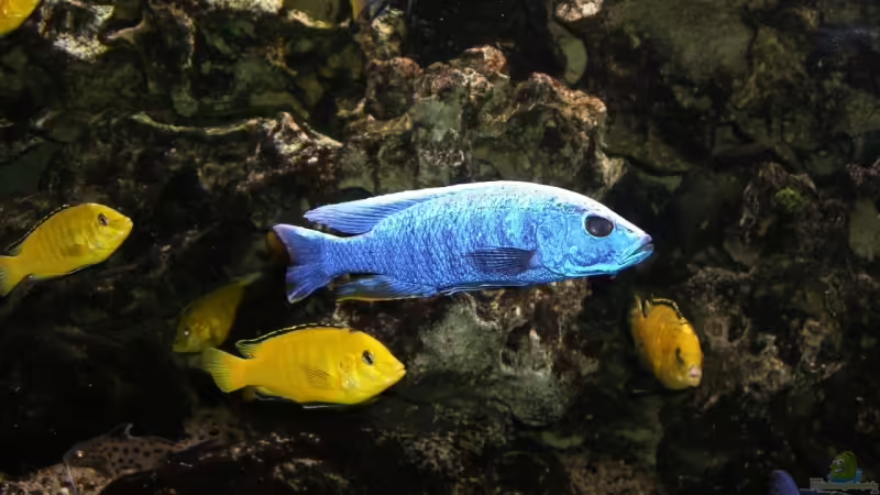 Besatz im Aquarium Becken 5401 von Aquaman (28)