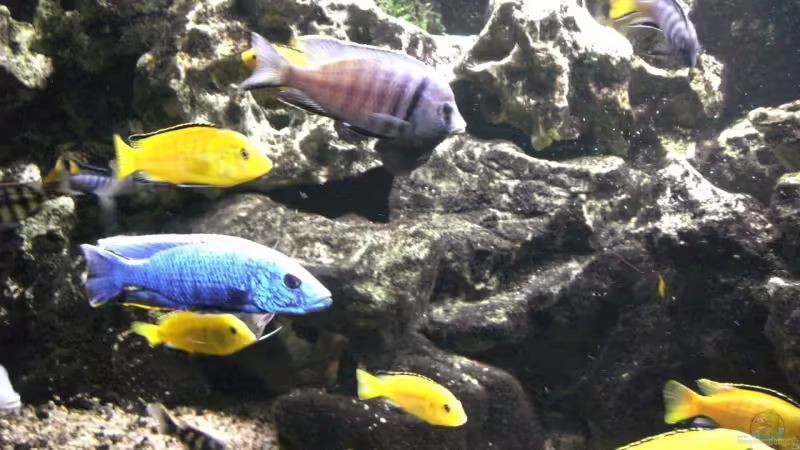 Besatz im Aquarium Becken 5401 von Aquaman (29)