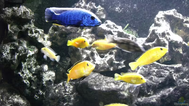 Besatz im Aquarium Becken 5401 von Aquaman (30)