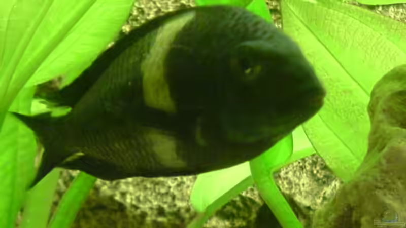 Besatz im Aquarium Becken 5405 von Ralf Heinrich (13)