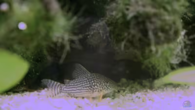 Besatz im Aquarium Becken 5411 von Matthias Hükelheim (3)