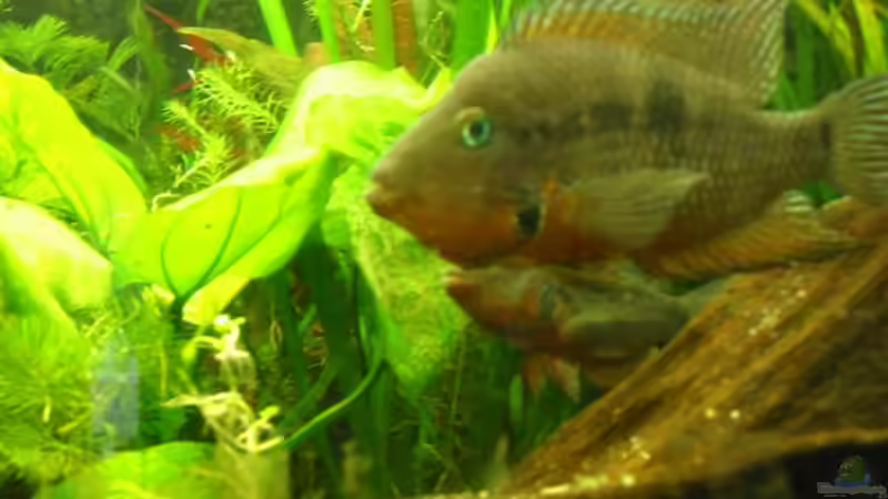 Besatz im Aquarium Becken 5415 von Arthur Kramer (2)