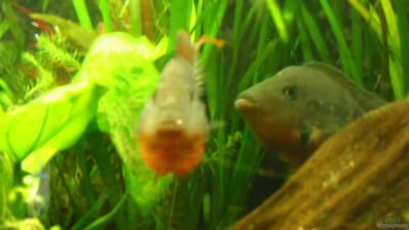 Besatz im Aquarium Becken 5415 von Arthur Kramer (3)