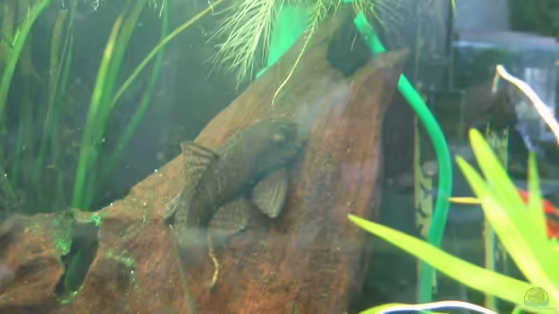 Besatz im Aquarium Becken 5415 von Arthur Kramer (4)