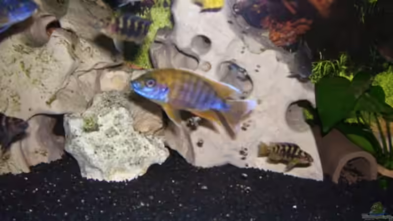 Besatz im Aquarium Becken 5422 von Stefan Moll (10)