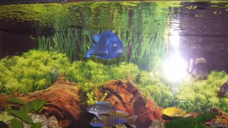 Besatz im Aquarium Becken 5422 von Stefan Moll (11)