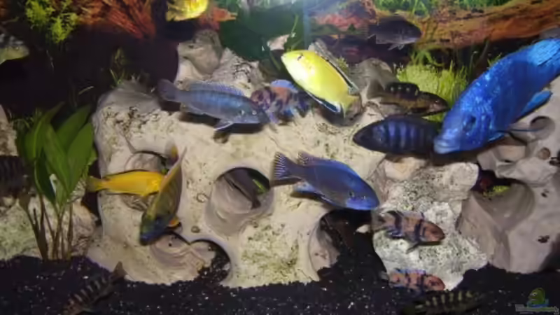 Besatz im Aquarium Becken 5422 von Stefan Moll (13)