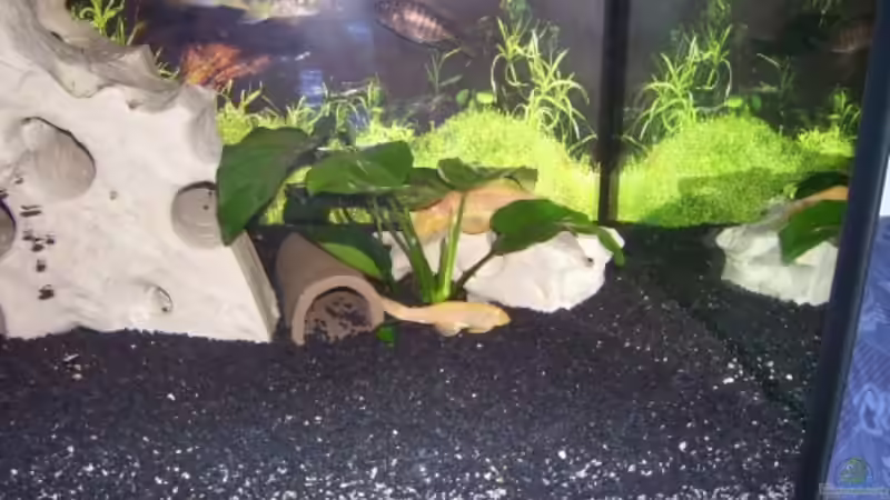 Besatz im Aquarium Becken 5422 von Stefan Moll (9)