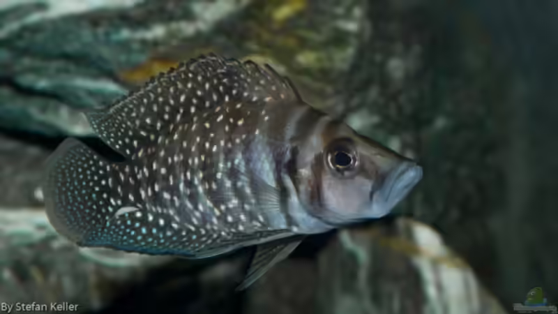 Besatz im Aquarium Becken 5428 von Oxid (10)