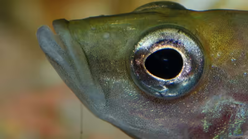 Besatz im Aquarium Becken 5428 von Oxid (12)