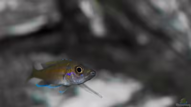 Besatz im Aquarium Becken 5428 von Oxid (9)