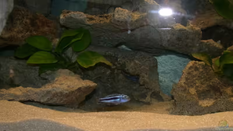 Besatz im Aquarium Becken 543 von Daniela Kunst (3)