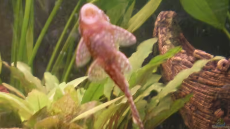 Besatz im Aquarium Becken 5430 von Thomas Weißleder (27)