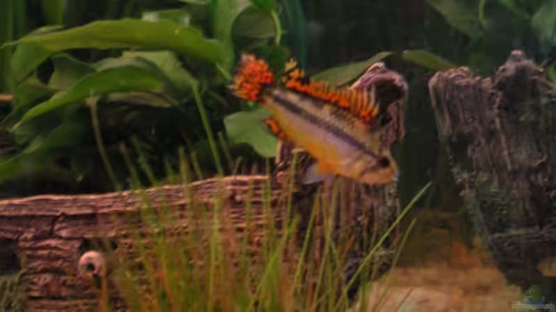 Besatz im Aquarium Becken 5430 von Thomas Weißleder (28)