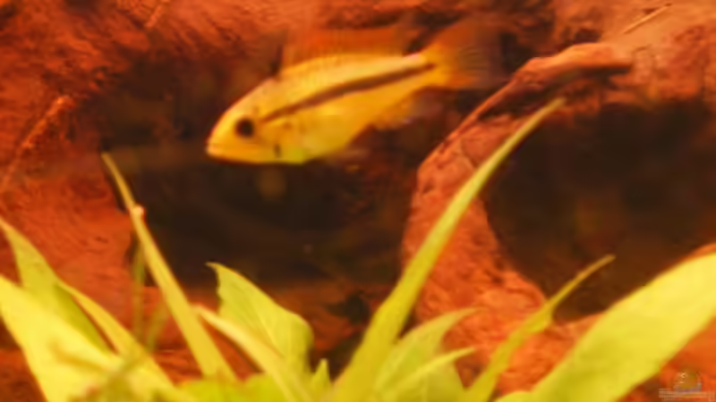 Besatz im Aquarium Becken 5430 von Thomas Weißleder (30)