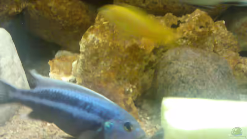 Besatz im Aquarium Becken 5433 von Steffen Gebert (21)