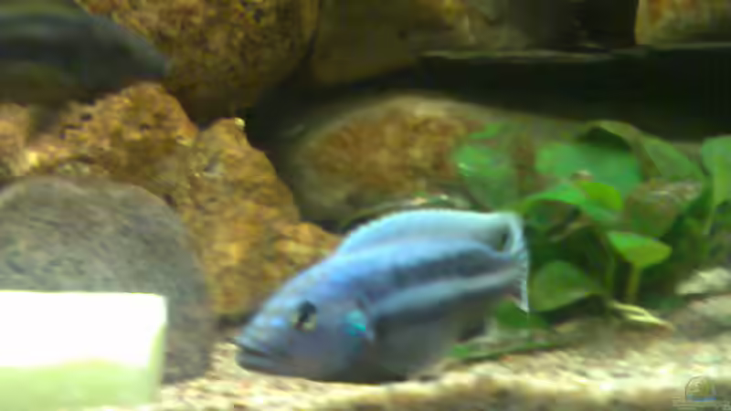 Besatz im Aquarium Becken 5433 von Steffen Gebert (22)