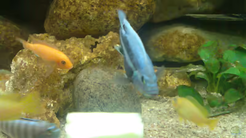 Besatz im Aquarium Becken 5433 von Steffen Gebert (23)