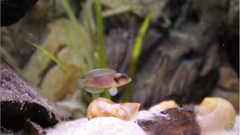 Besatz im Aquarium Becken 5446 von Stefan Scharmacher (4)