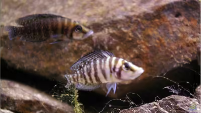 Besatz im Aquarium Becken 5446 von Stefan Scharmacher (5)