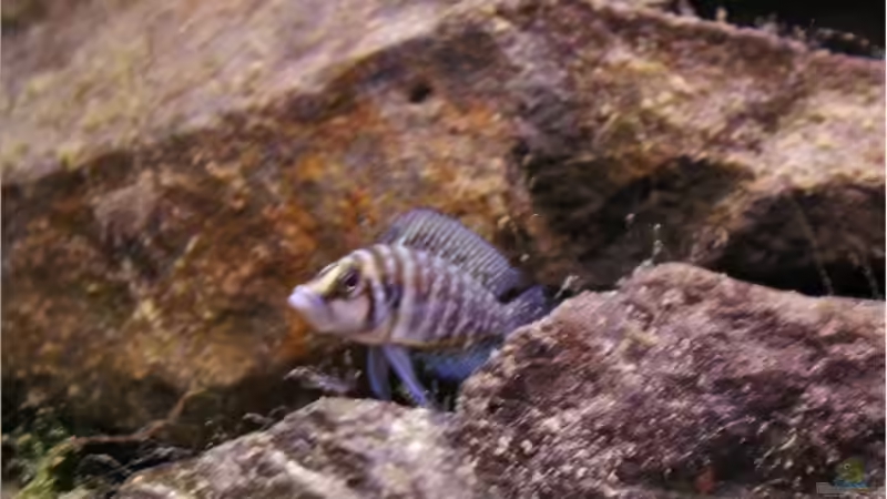 Besatz im Aquarium Becken 5446 von Stefan Scharmacher (6)