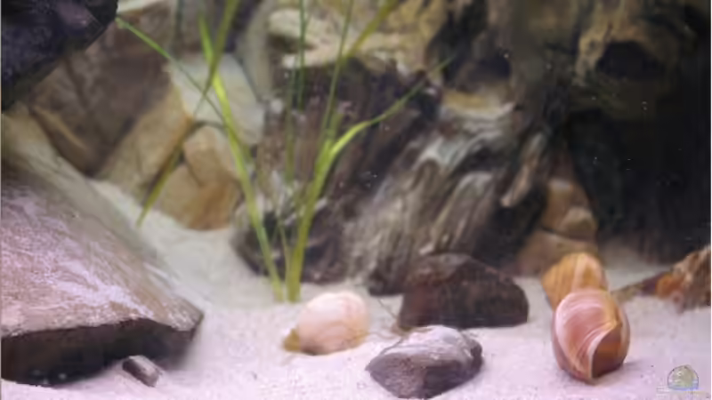 Besatz im Aquarium Becken 5446 von Stefan Scharmacher (9)