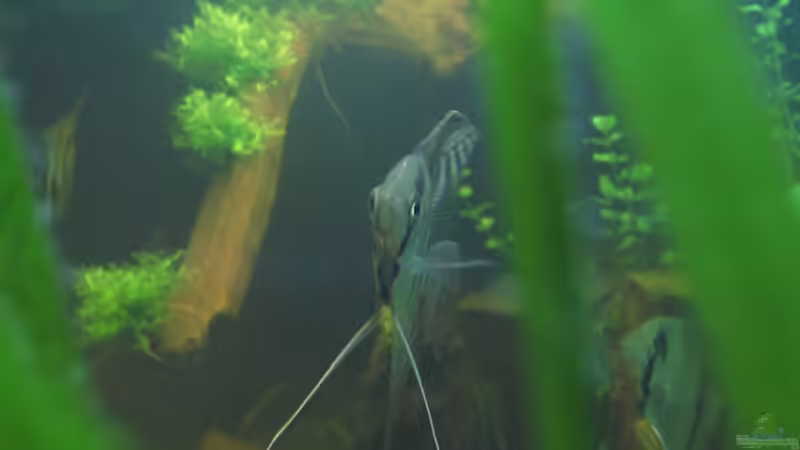 Besatz im Aquarium Becken 5477 von Christian Messner (8)