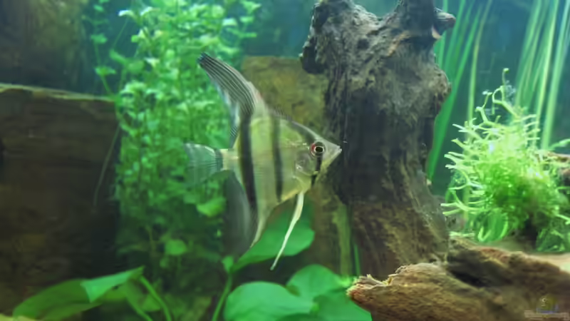 Besatz im Aquarium Becken 5477 von Christian Messner (9)