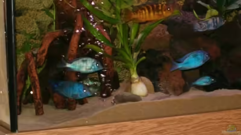 Besatz im Aquarium Becken 5482 von Marion Goike (6)