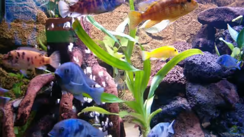 Besatz im Aquarium Becken 5482 von Marion Goike (7)