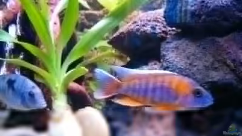 Besatz im Aquarium Becken 5482 von Marion Goike (8)