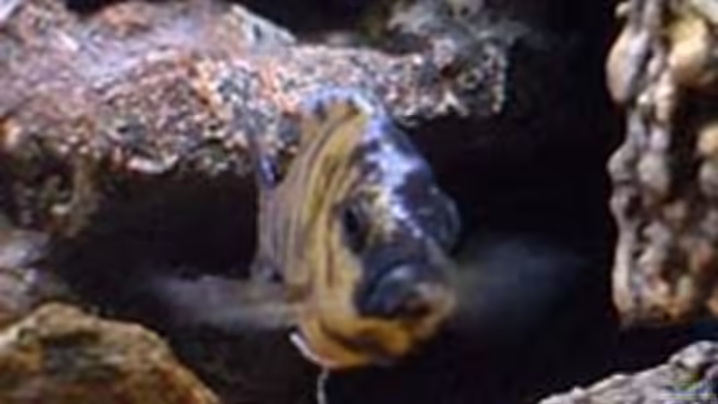 Besatz im Aquarium Becken 549 von Patrick Rall (12)