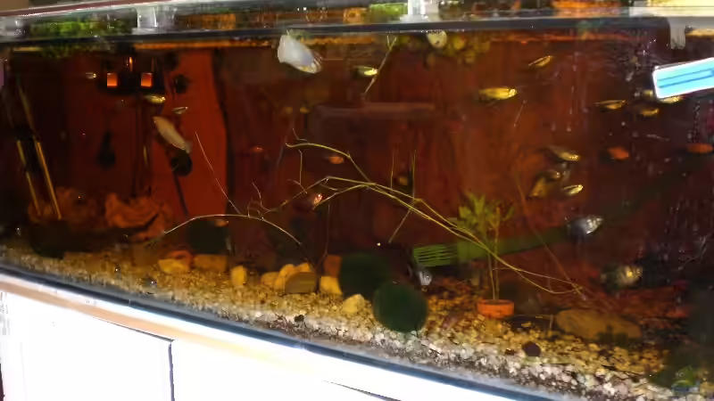 Besatz im Aquarium Becken 5515 von Stephanie Schalk (4)