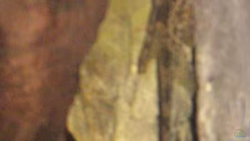 Besatz im Aquarium Becken 5524 von Lars Lange (4)