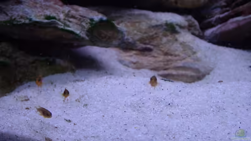 Besatz im Aquarium Becken 5525 von JOHN (3)