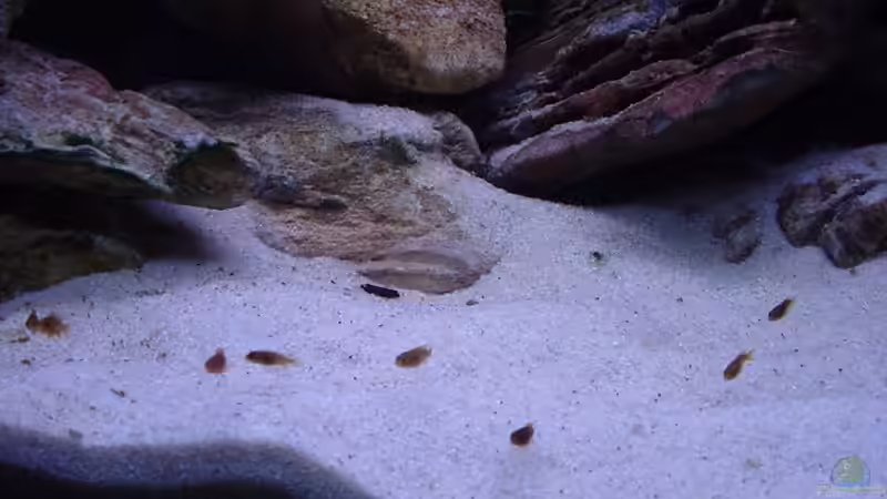 Besatz im Aquarium Becken 5525 von JOHN (4)