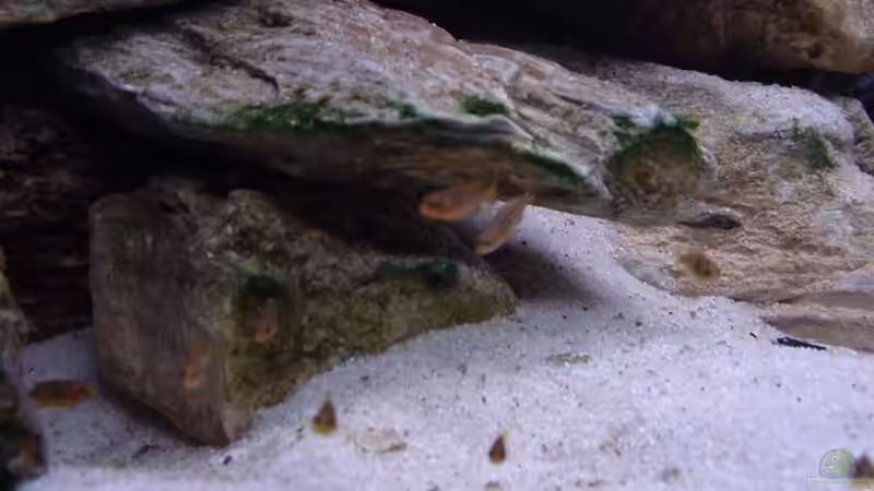 Besatz im Aquarium Becken 5525 von JOHN (5)