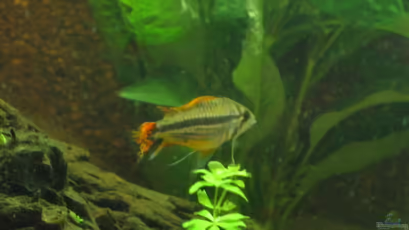 Besatz im Aquarium Becken 5538 von Anja Schäfer (6)