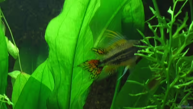 Besatz im Aquarium Becken 5538 von Anja Schäfer (7)