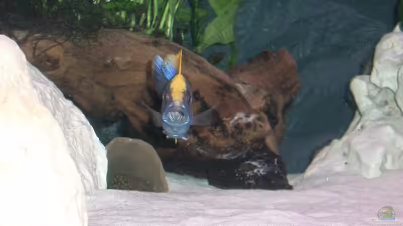 Besatz im Aquarium Becken 555 von René Damboldt (17)