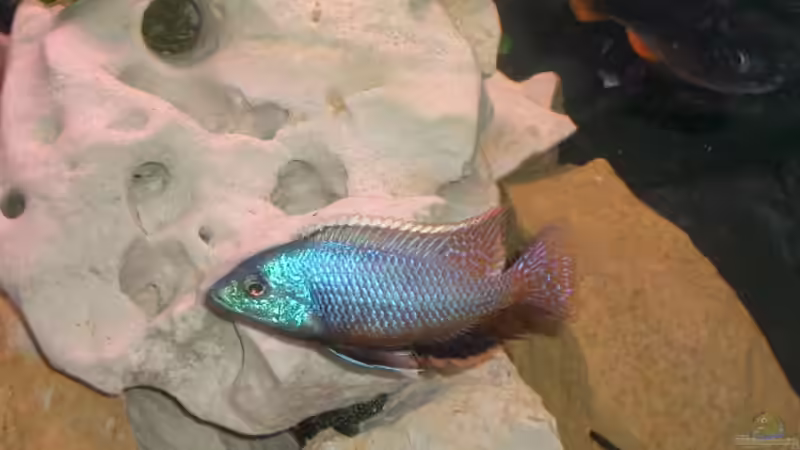 Besatz im Aquarium Becken 555 von René Damboldt (19)