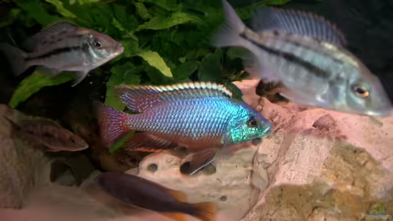 Besatz im Aquarium Becken 555 von René Damboldt (20)