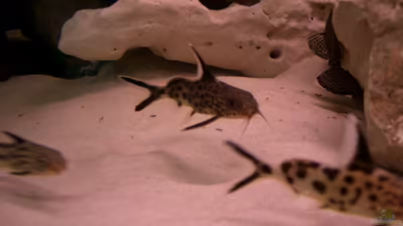 Besatz im Aquarium Becken 555 von René Damboldt (22)