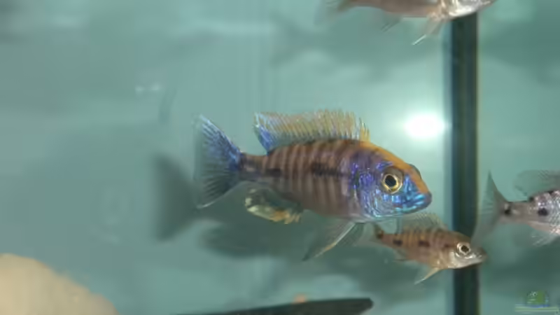 Besatz im Aquarium Becken 555 von René Damboldt (23)