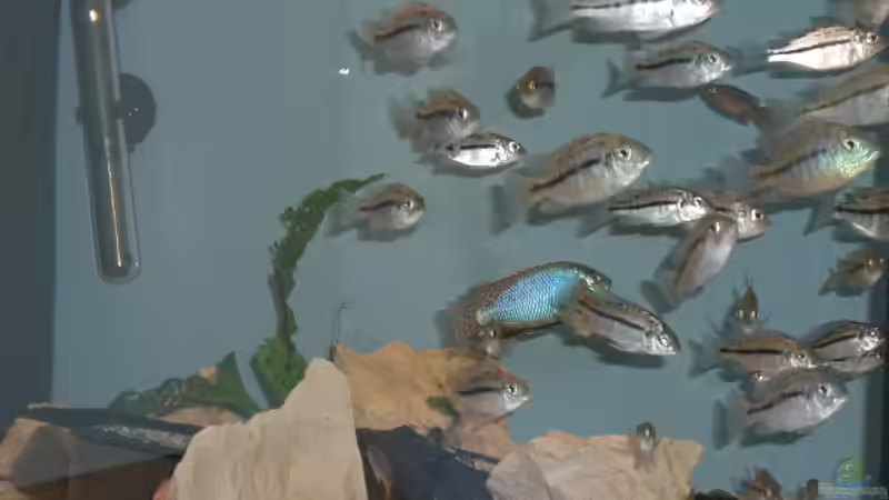 Besatz im Aquarium Becken 555 von René Damboldt (25)