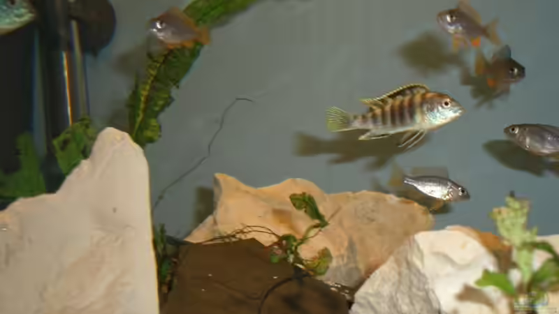 Besatz im Aquarium Becken 555 von René Damboldt (26)